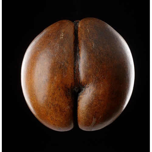 A Rare and Unusual Blonde Specimen of a Seychelles ‘Coco de Mer’